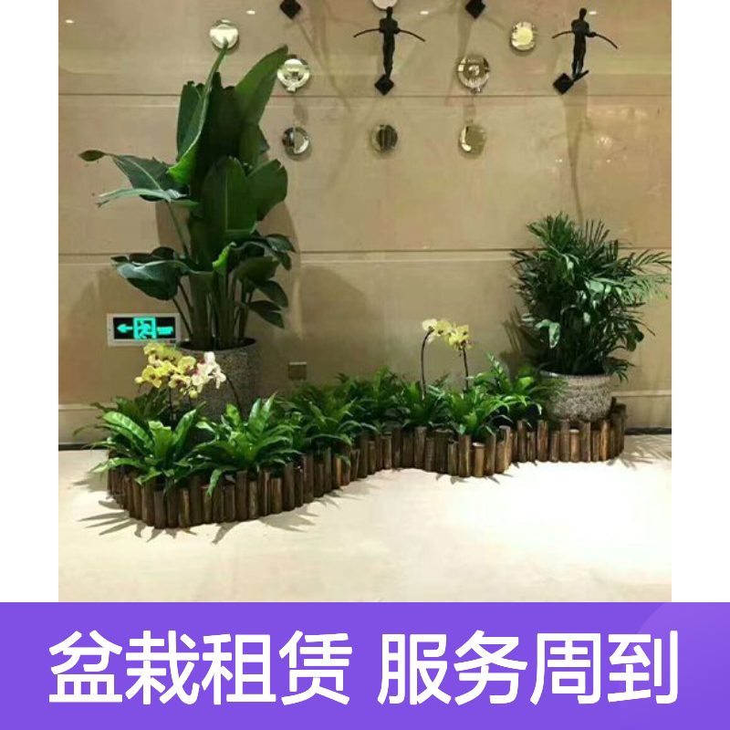 南韵竹风 盆栽出租服务 承接绿化工程 品种多样