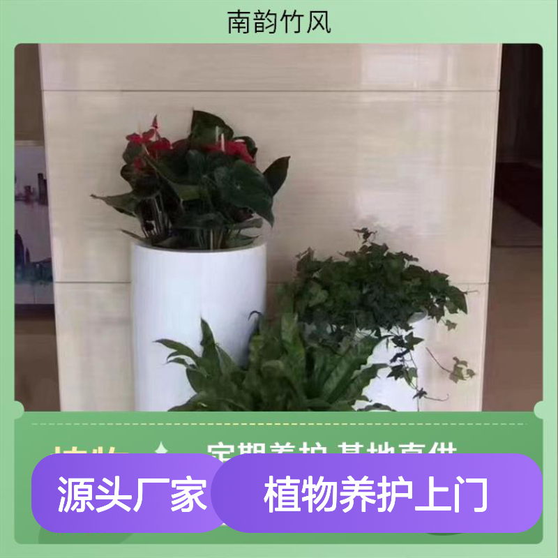 工业区绿植租摆特点 植物养护上门服务 免费换新 一年起租