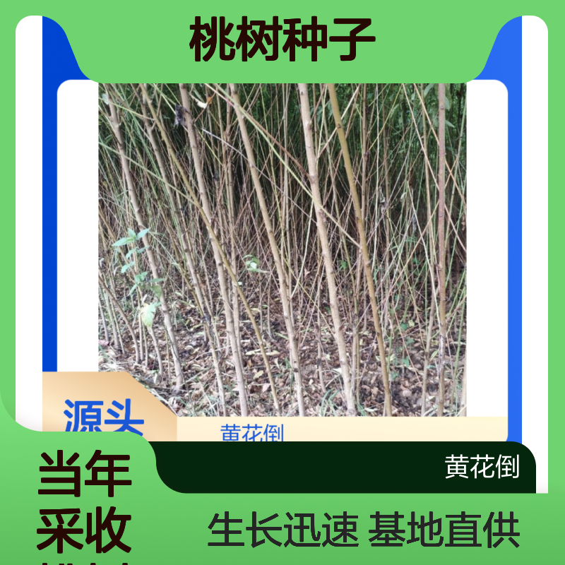 当年采收桃树种子 嫁接优良砧木 基地直供 生长快速