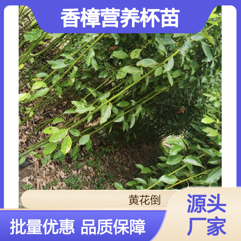 香樟营养杯苗 园林优选品种 管理规范 移栽成活高
