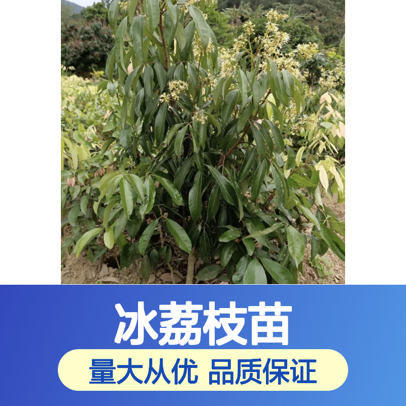 冰荔枝苗 批发供应 果园优选 品种纯正 核小味甜