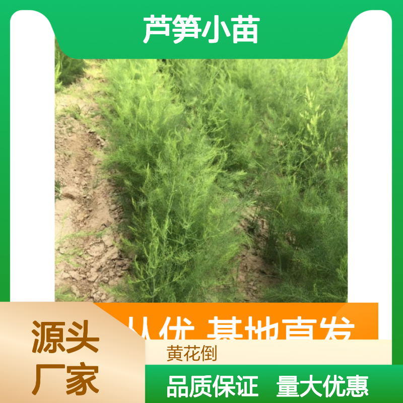 芦笋小苗百亩基地直供 批发零售兼营 品质优良