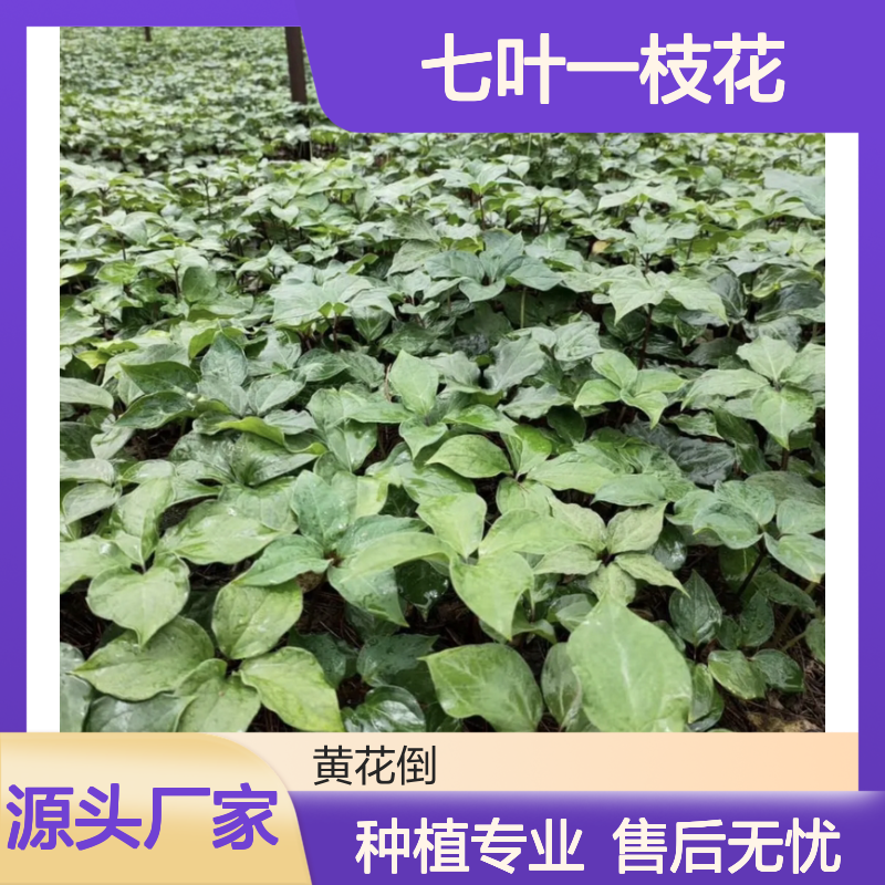 名贵药材七叶一枝花种苗 批量供应 品质优良 发芽率高