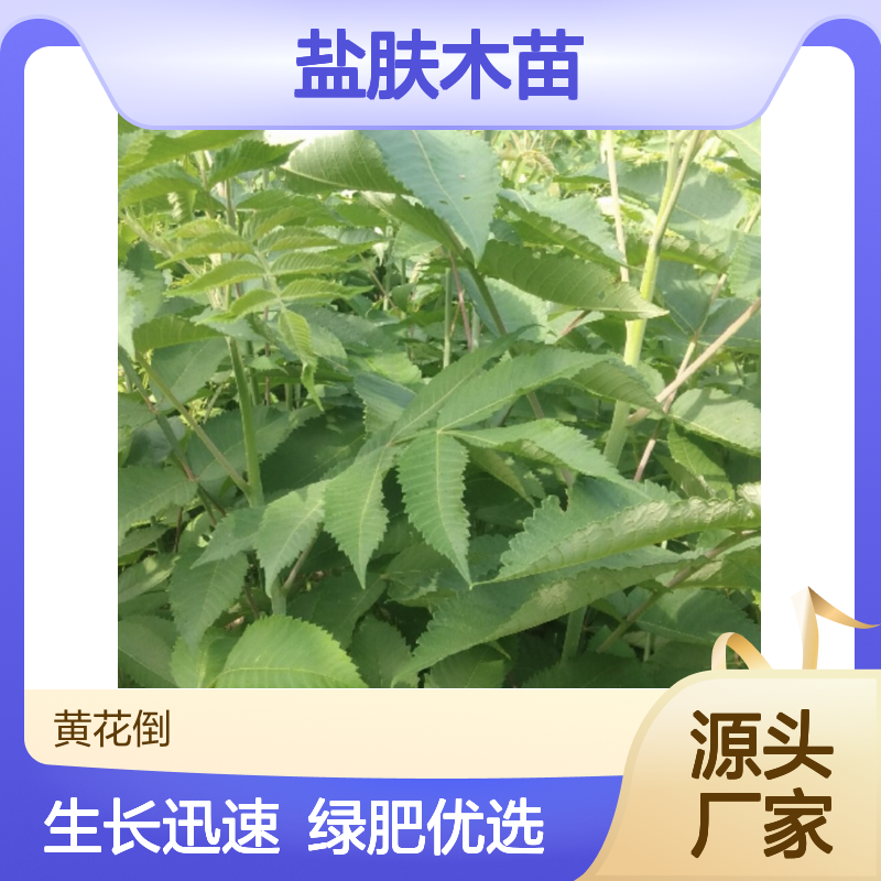 盐肤木苗 苗木合作社自营 基地直供 品质优良 易腐烂分解