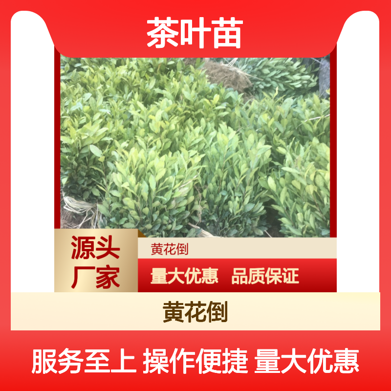 乌牛早茶叶苗 百亩基地直供 批量种植 技术成熟