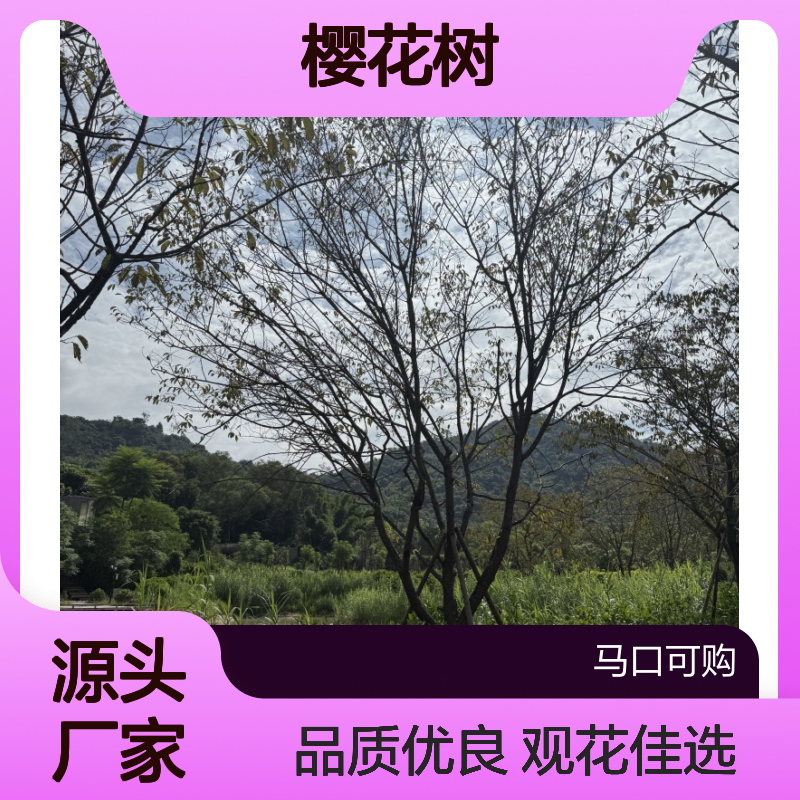 可购园艺 福 建山樱花树 高5m龙枝型 观花佳选乔木
