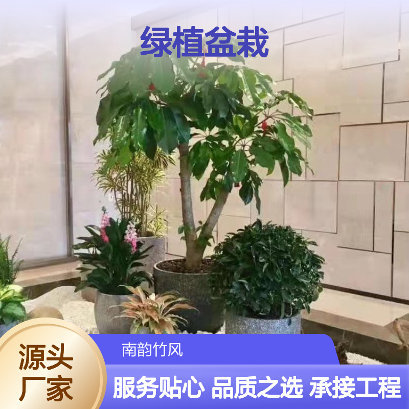 南韵竹风绿植盆栽 承接绿化工程 成活率高 品种多样
