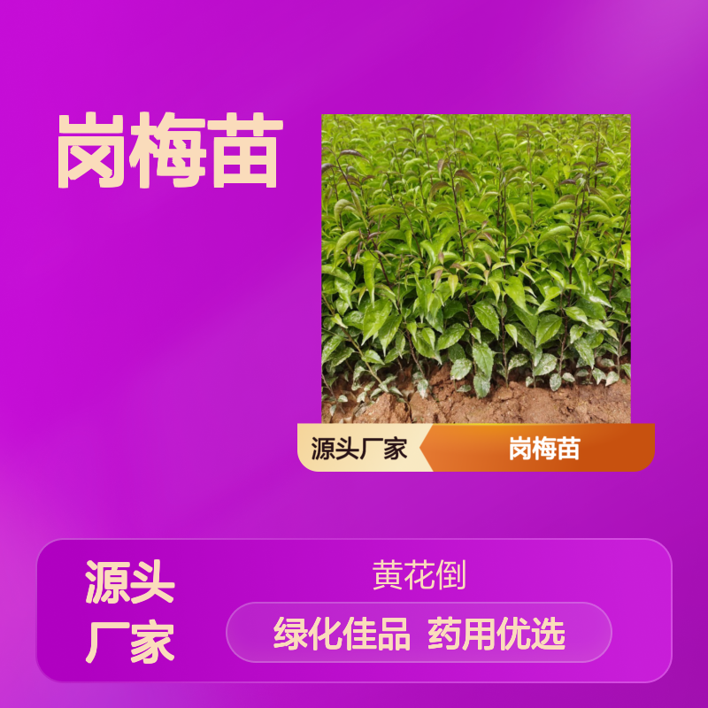 岗梅苗基地直供 药用价值高 园林绿化优选 品质保证