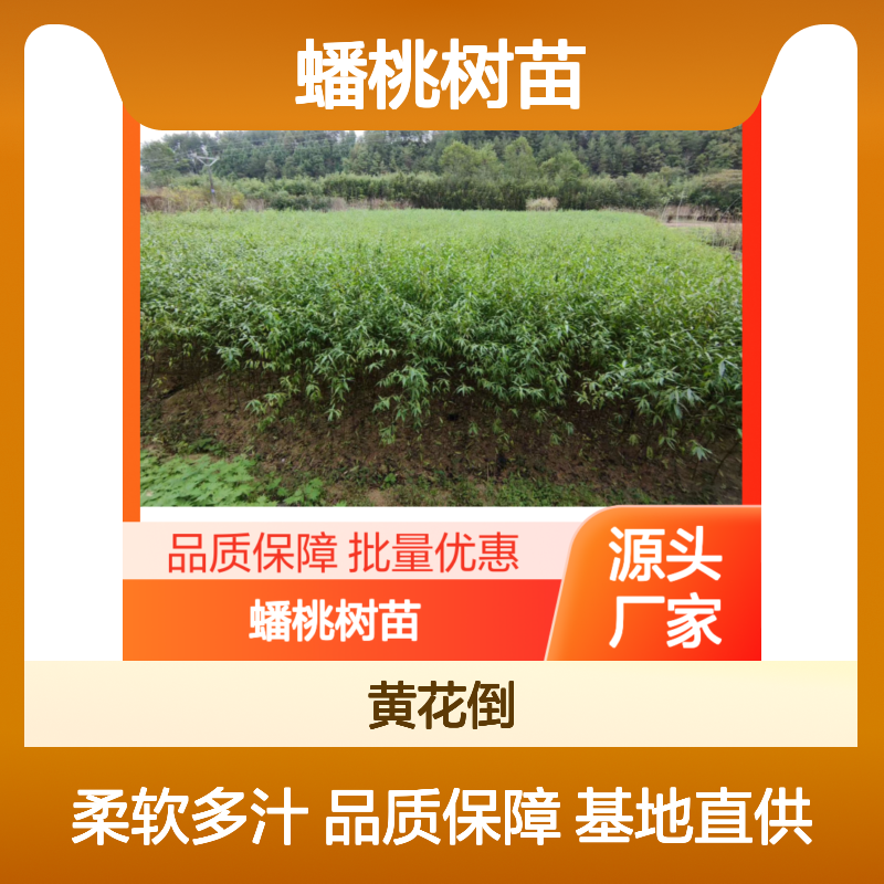 蟠桃树苗基地直供 百年种植经验 品质保证 果肉柔软