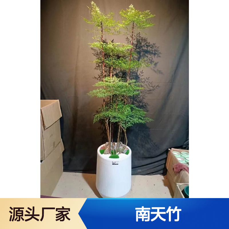 深 圳竹子批发 南天竹植物盆栽 实体花店 现货现发 南韵竹风