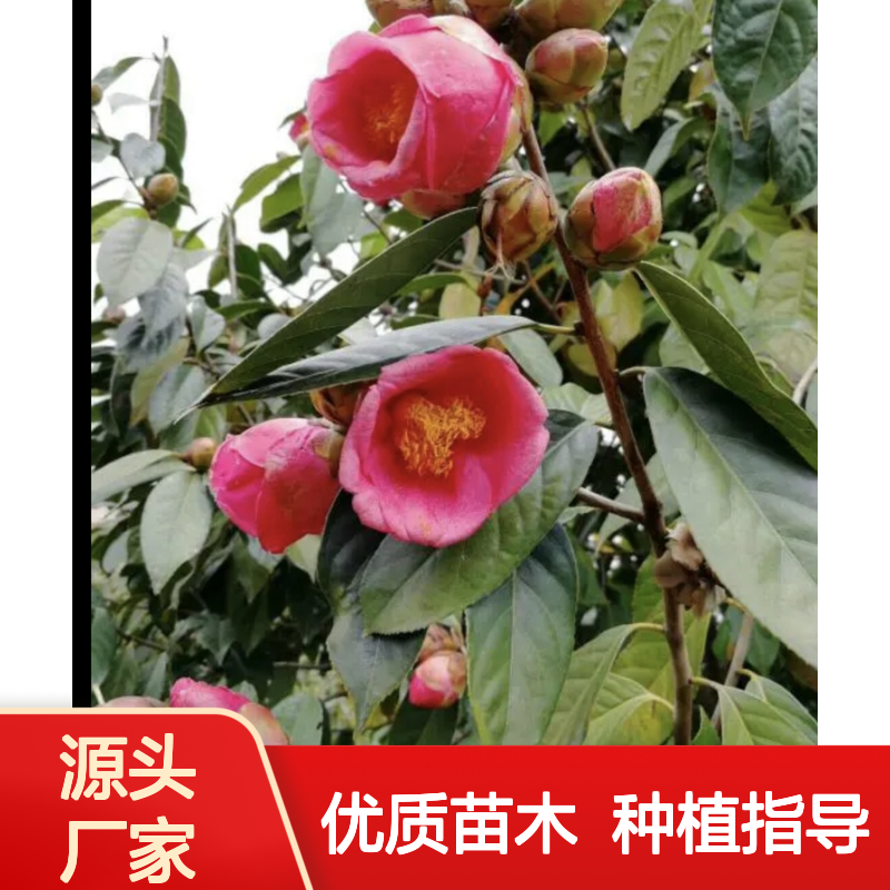宛田红花油茶树苗 高产油茶品种 耐寒抗旱 适应性强