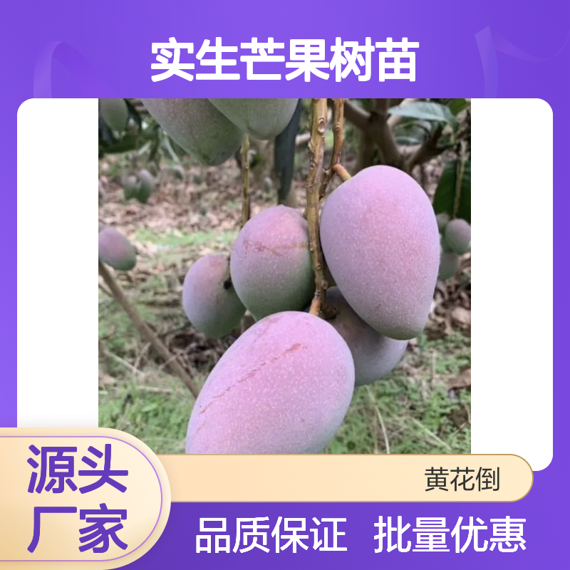 实生芒果树苗 批发基地直供 品质优良 高产稳产
