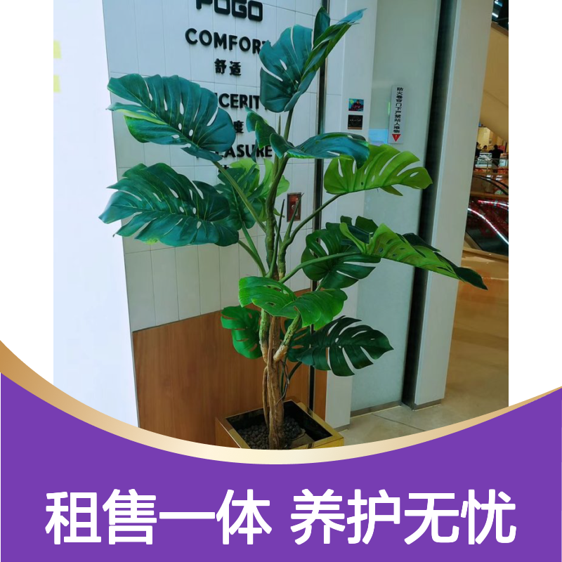 蛇口盆栽租售服务 绿化设计造景 绿植租赁 定期养护 免费更新