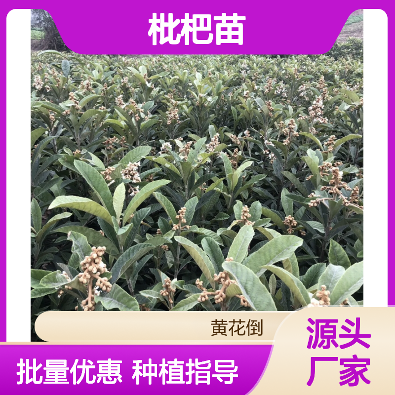 优质枇杷苗 批发种植 基地直供 生长快速 结果早丰