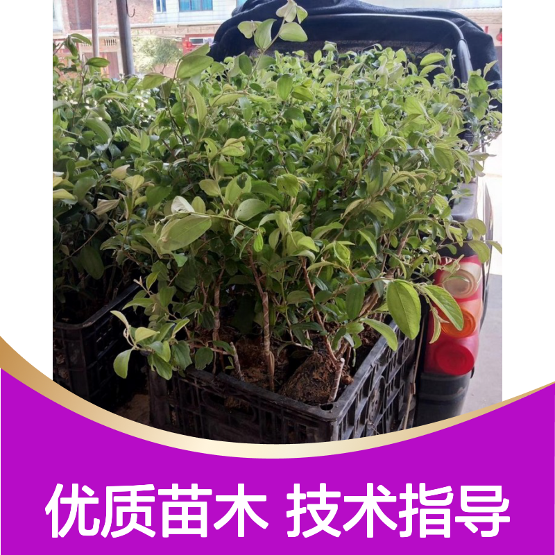 基地直供脆密青枣苗 全程技术指导十几年苗木培育经验