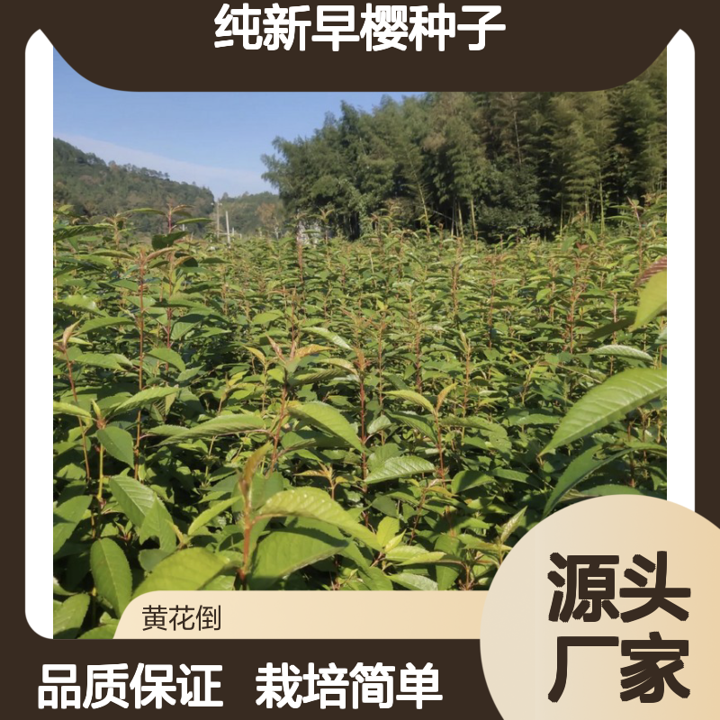 当年纯新早樱种子 自产自销栽培指导 成活率高
