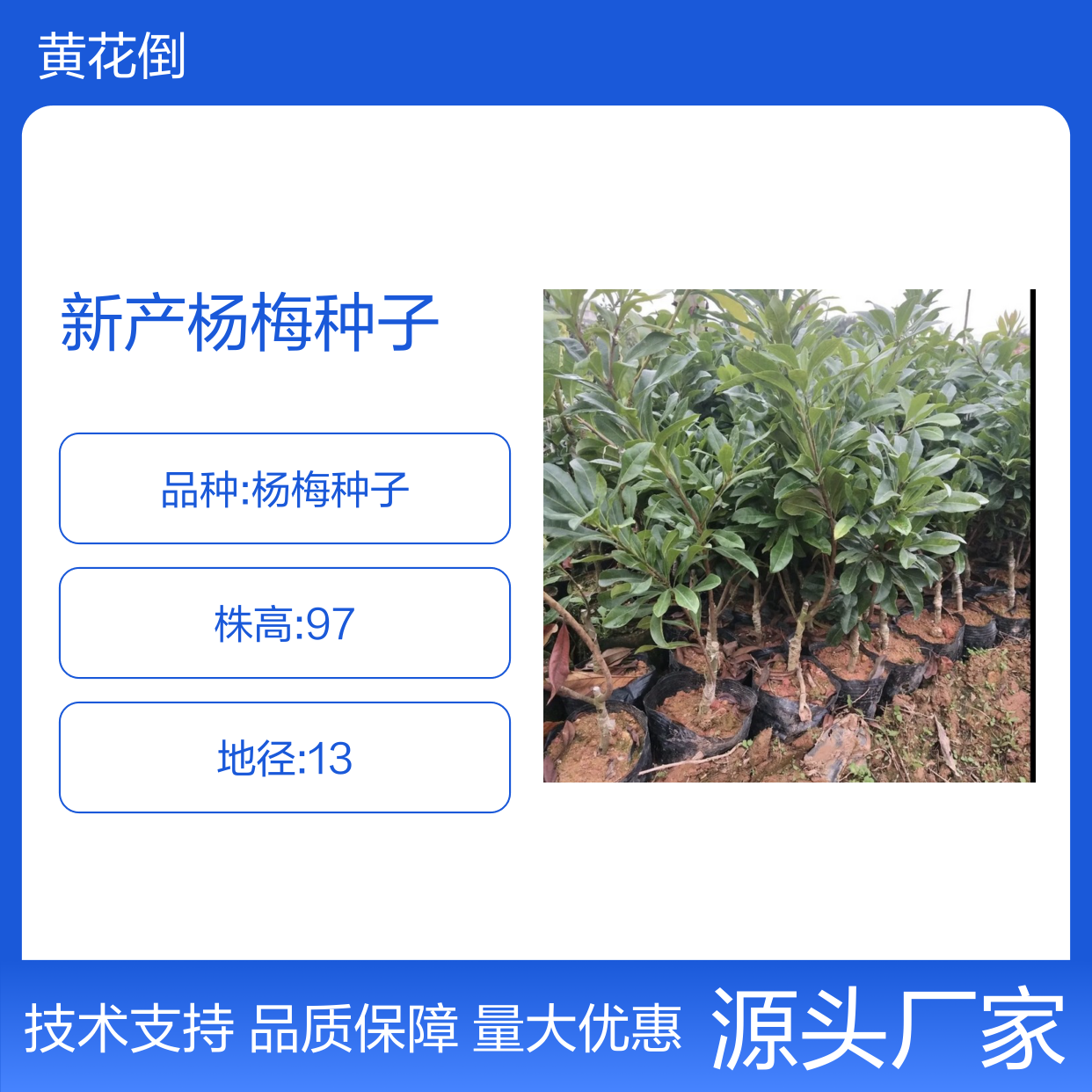 新产杨梅种子 产地直供一手货源 品质优良 技术指导