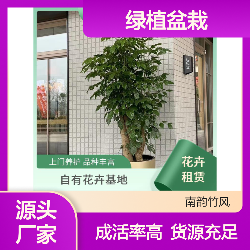 绿植盆栽 租赁服务成活率高 货源充足 品质如一