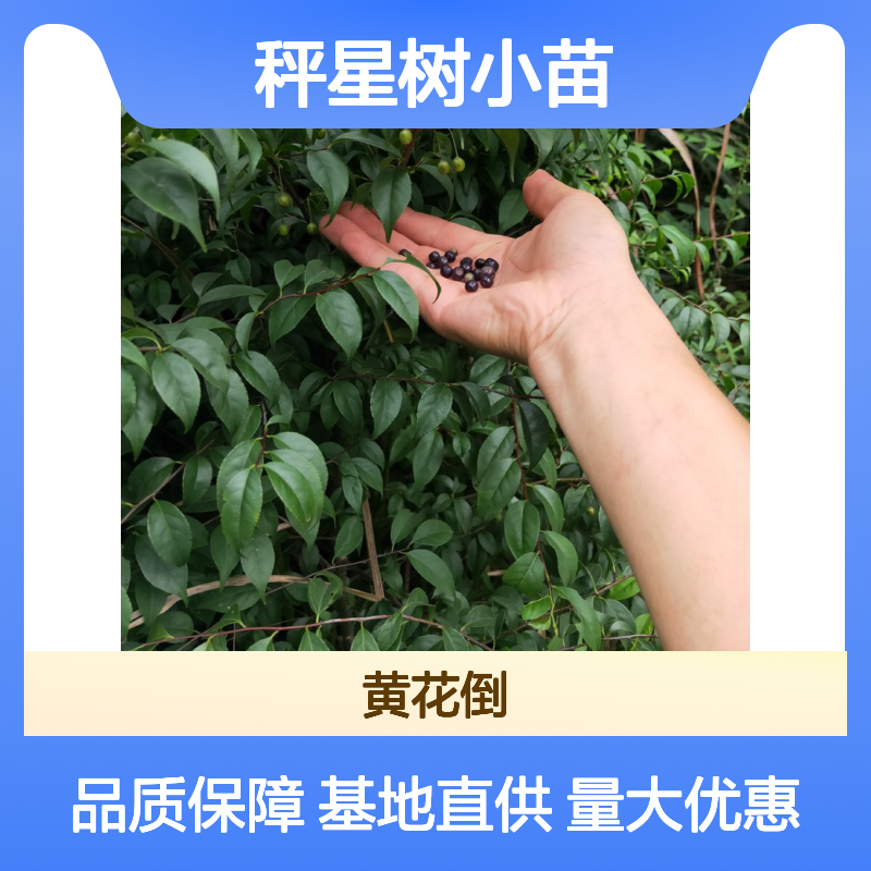 秤星树小苗 园林种植优选品种 生长旺盛 适应性强