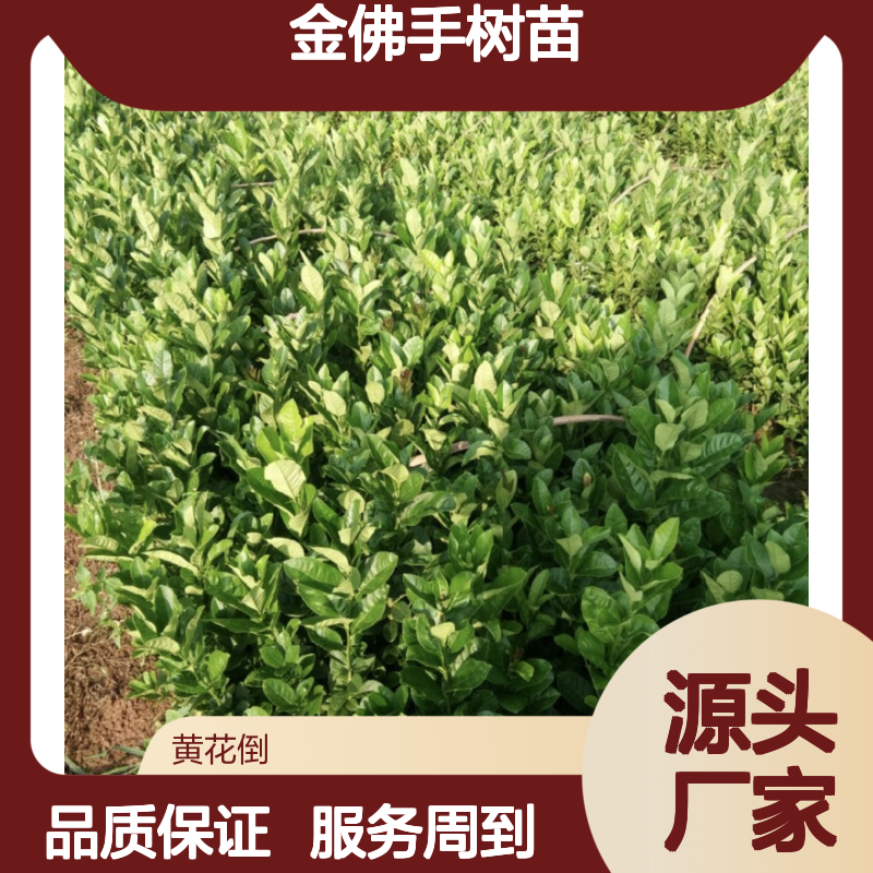 金佛手树苗 批发种植 高产稳产 观赏性强 栽培简单