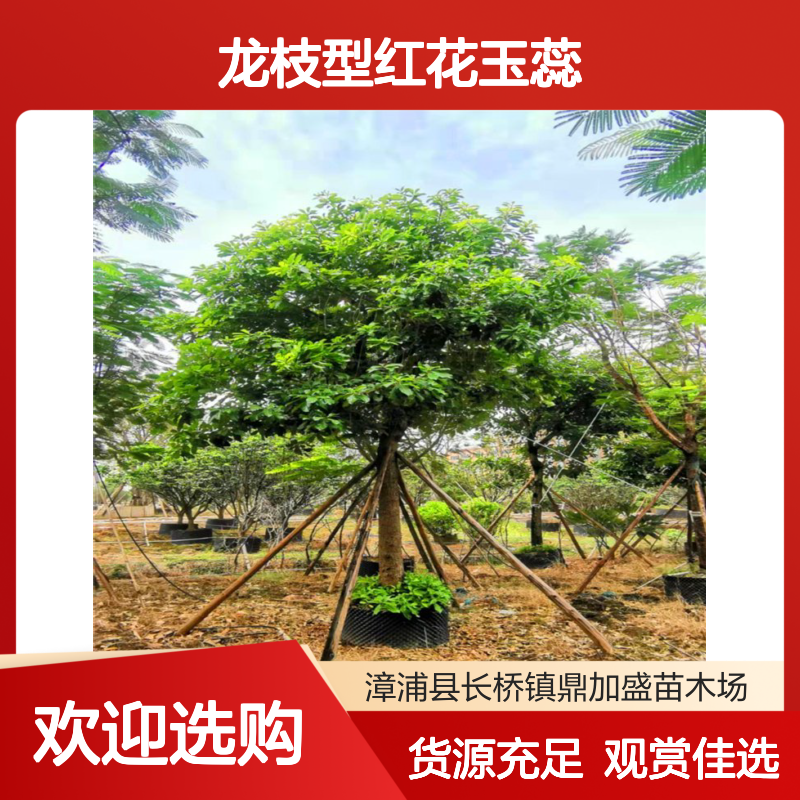 鼎加盛园林龙枝型红花玉蕊 露地栽培粉色花系观赏佳货源足可预订