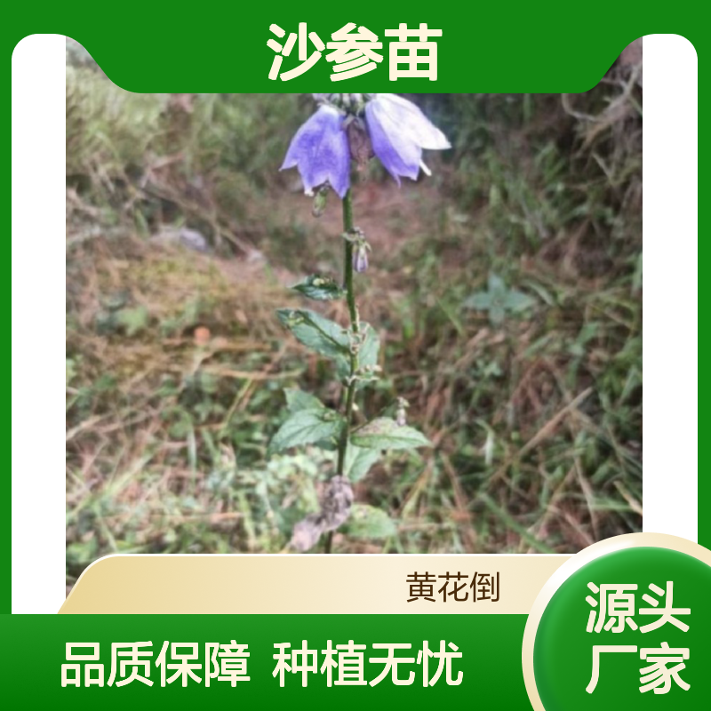 沙参苗现货 荒山农田适宜种植 收益可观 管理方便