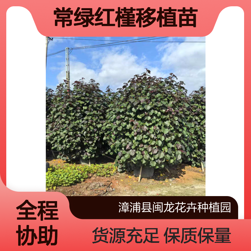 闽龙花卉漳 州产5年树龄常绿红槿移植苗 8-20公分冠幅2米观叶佳