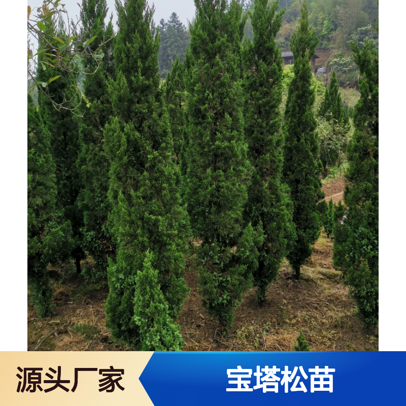 宝塔松苗 直立乔木 园林景观优选 四季常青 适应性强