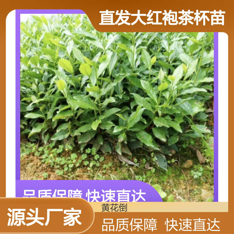 产地直发大红袍茶杯苗 购买数量达到要求全国专线车直达送货