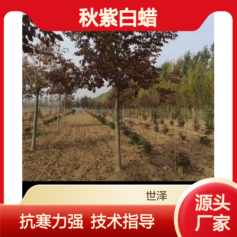 10公分 12公分 13公分 14公分 15公分 秋紫白蜡 抗寒 办理检疫 技术指导