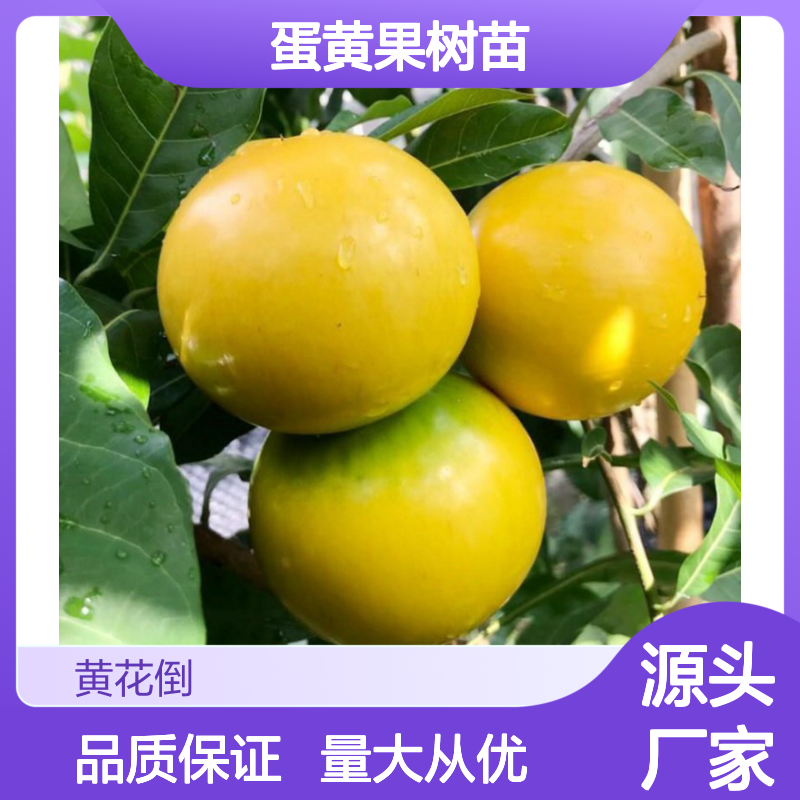 黄晶果蛋黄果 树苗批发 园林种植 鲜美可口 芳香浓郁
