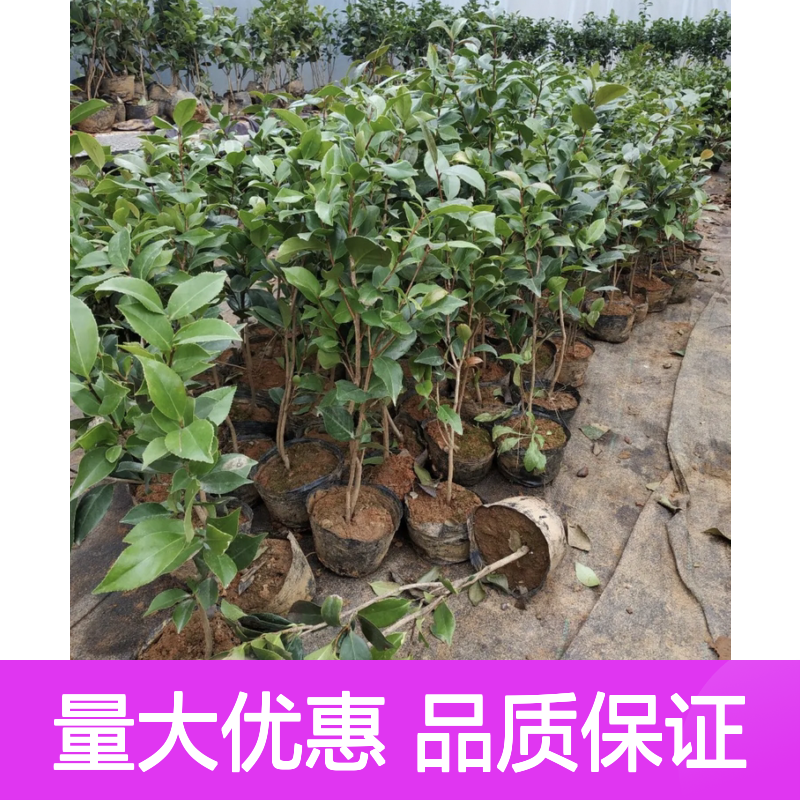 五彩茶花多品种 园林造景优选 四季常绿 基地直供