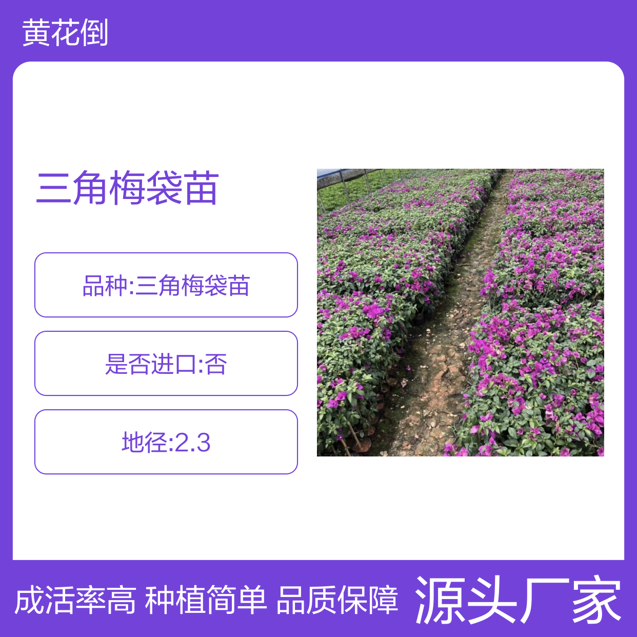 三角梅袋苗 百亩种植园直供 成活率高 易发新根