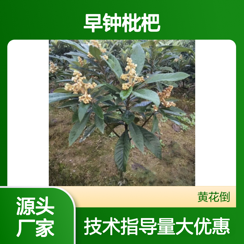 早钟枇杷实生树苗 基地直批 免费技术 果味鲜美