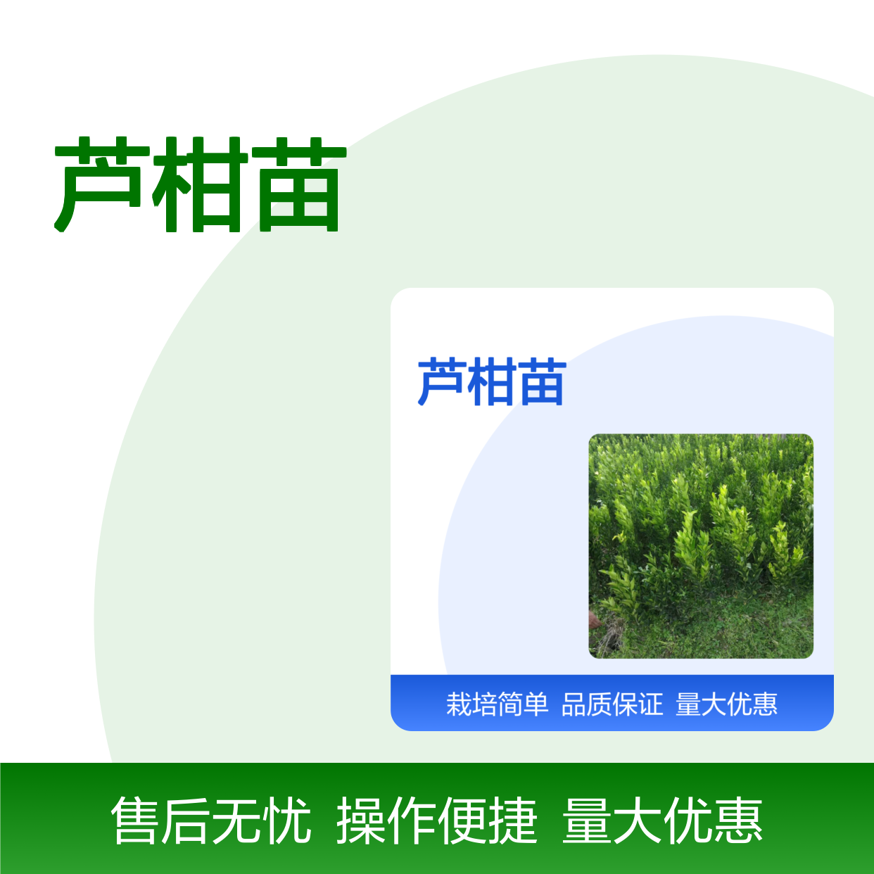 芦柑苗 果实硕大香甜 肉质脆嫩 风味独特 富含维C