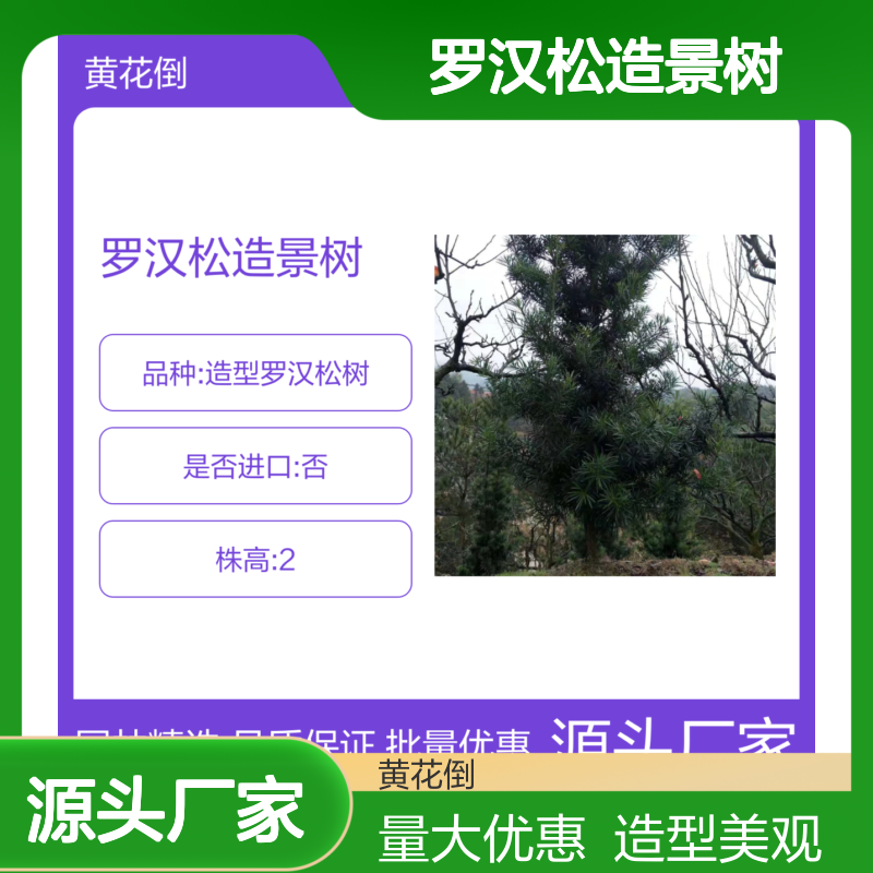 罗汉松造景树 园林优选 形态优美 基地精品 专业种植