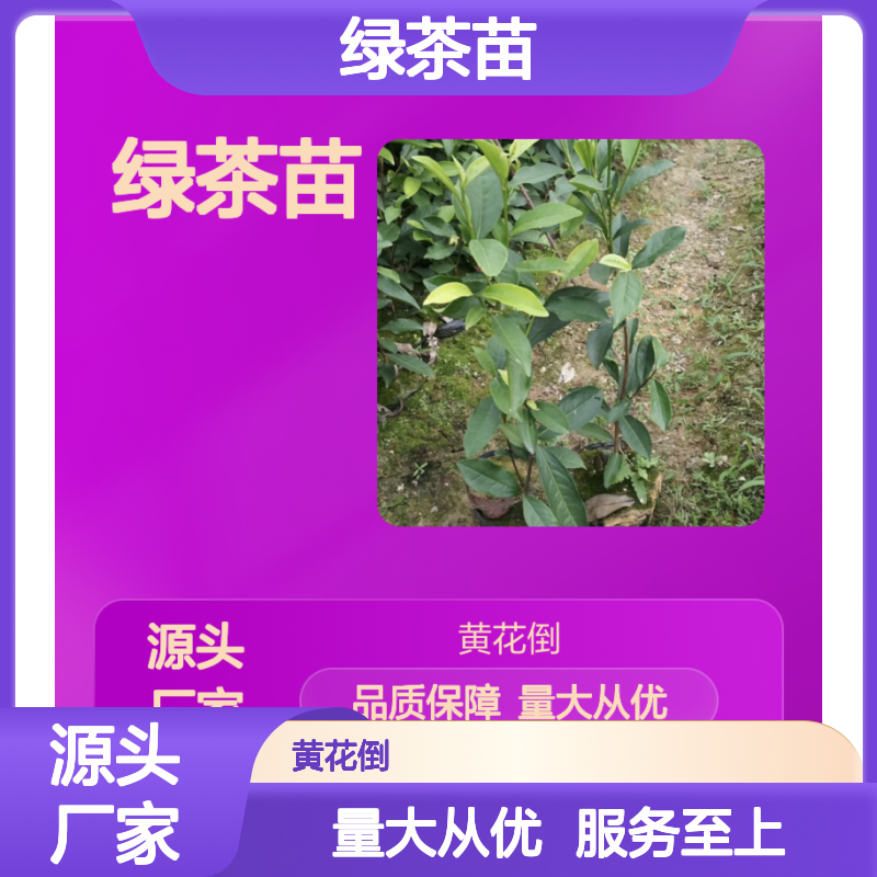 绿茶苗基地直供 园林优选品质保证 规模宏大 客户好评