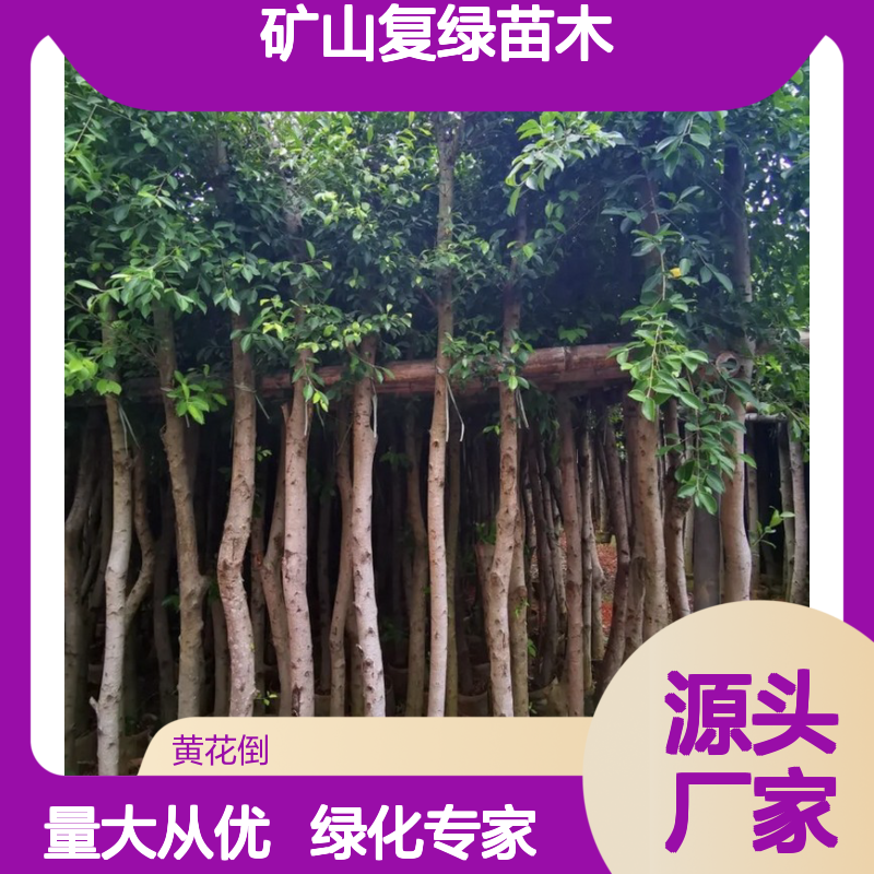 小叶榕矿山复绿苗木 基地直供 品质优良 专业培育