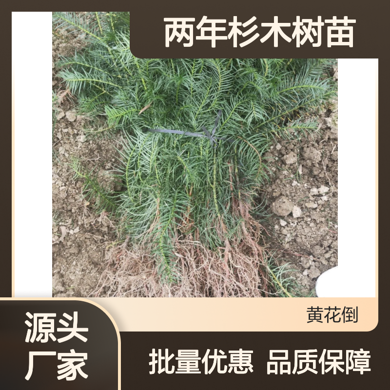 两年杉木树苗 基地直供批发 生长迅速 适应性强