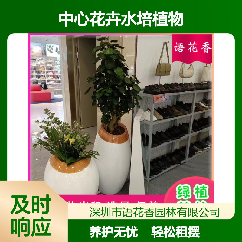 中心花卉水培植物 多肉小盆栽 出租服务 免费养护 室内外绿化造景
