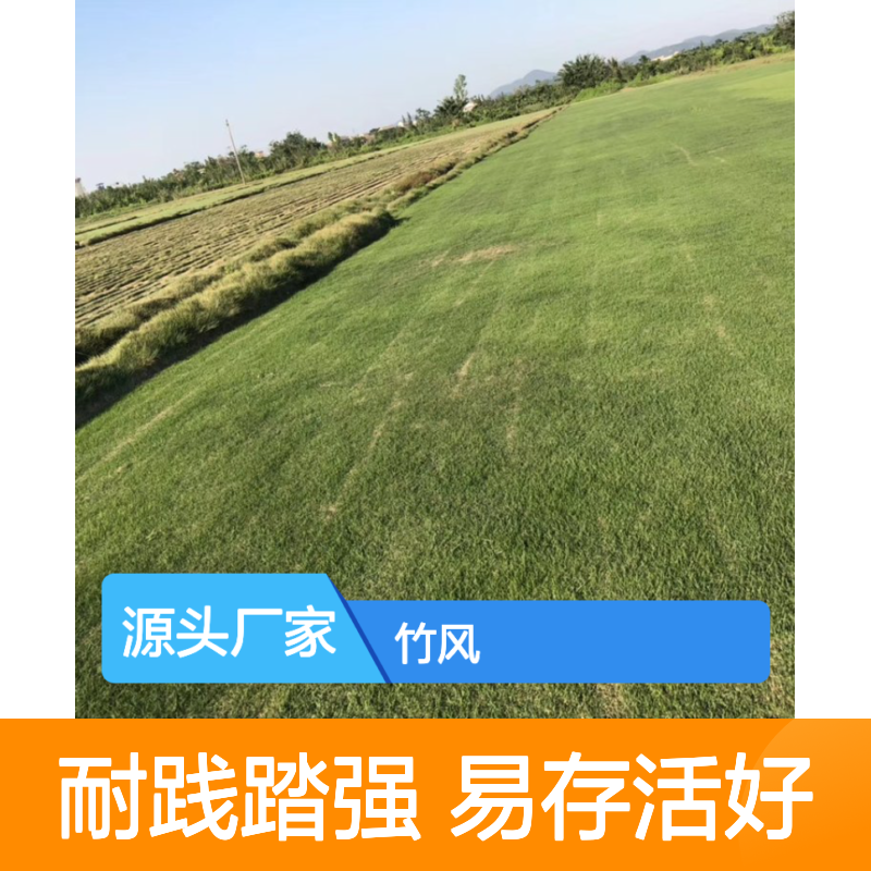 南韵竹风 特级台湾草 暖季型地被草 泥培土种植