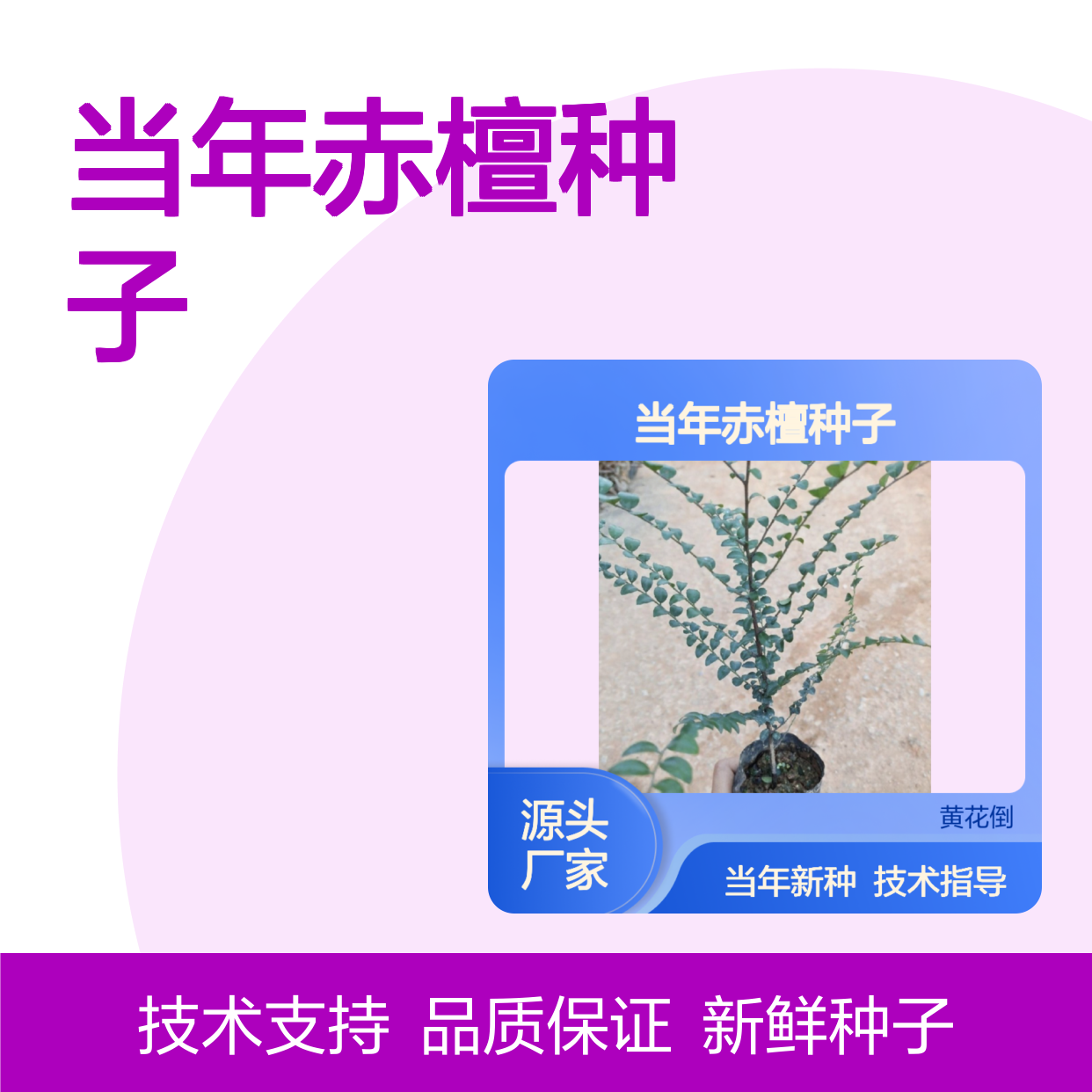 新采收当年赤檀种子 苗木合作社自营免费技术指导