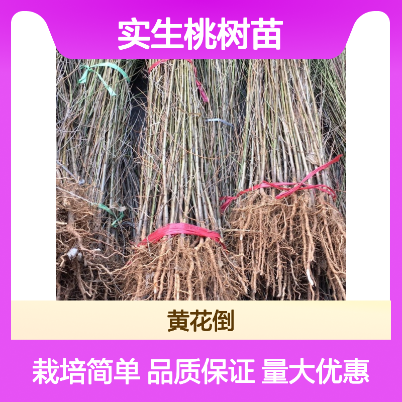 实生桃树苗 批发种植 园林绿化优选 栽培技术易
