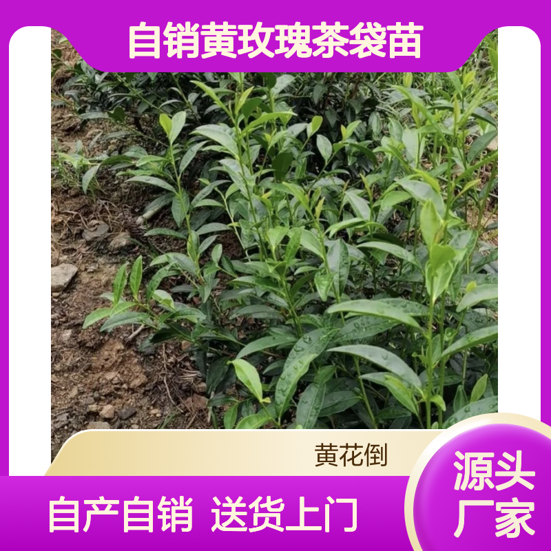 自产自销黄玫瑰茶袋苗 购买数量达到要求全国专线车直达送货
