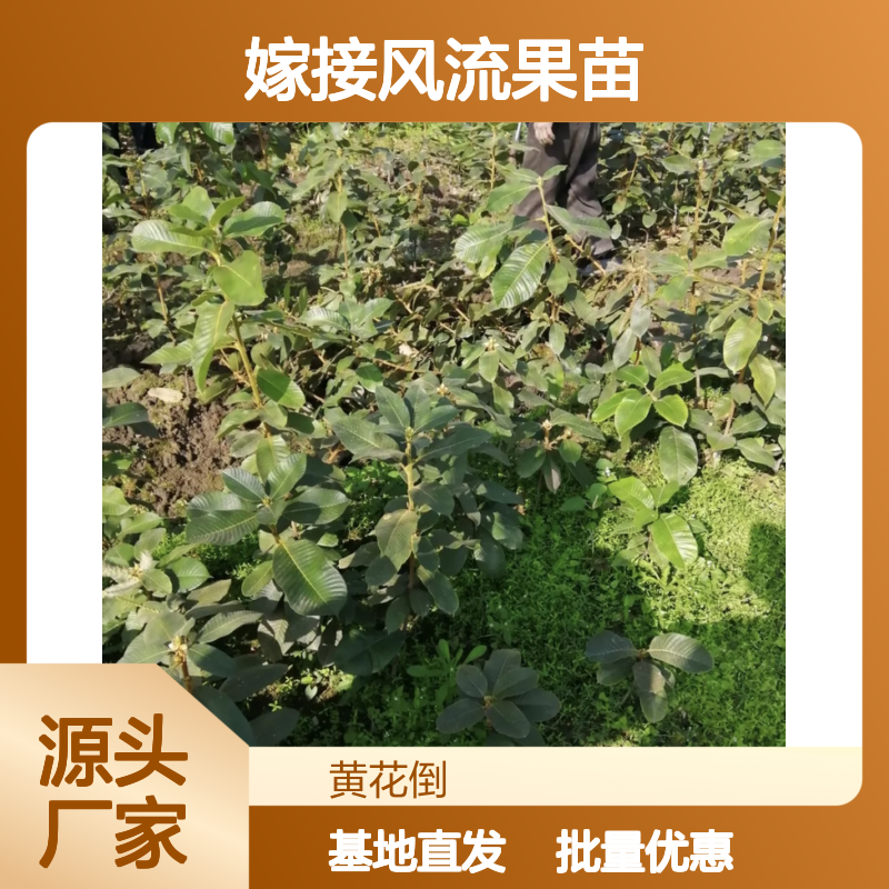 嫁接风流果苗 基地直供 批发优选 生长迅速 管理谨慎