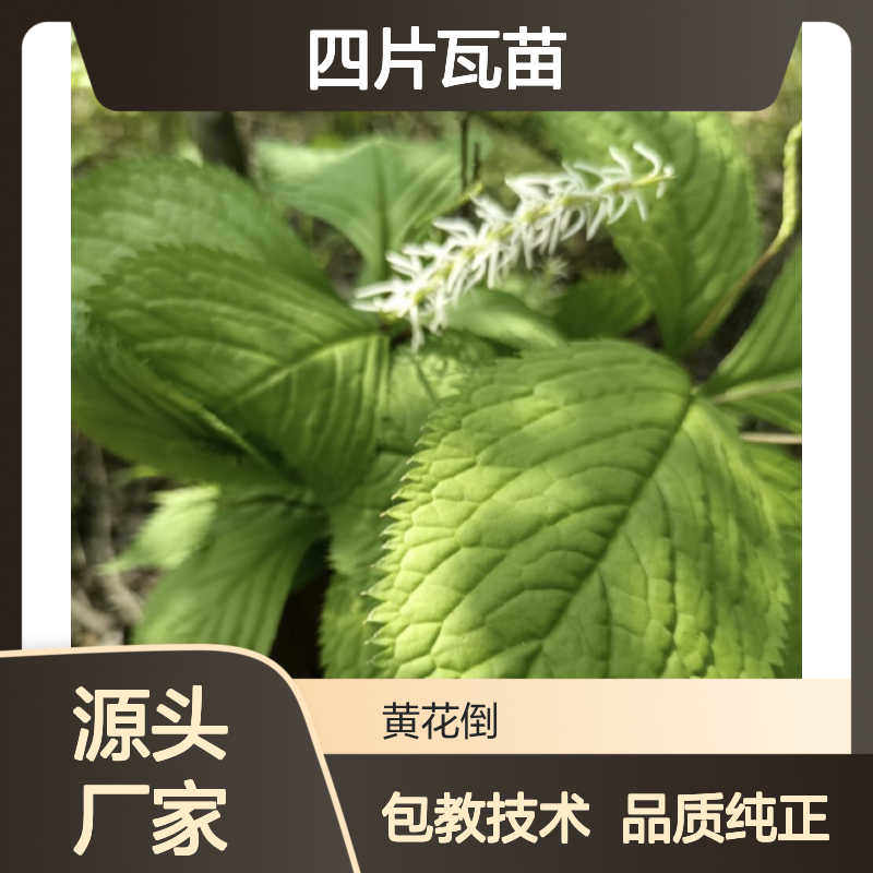 常年基地供应四片瓦苗 基地直发包教种植管理技术品质纯正可票