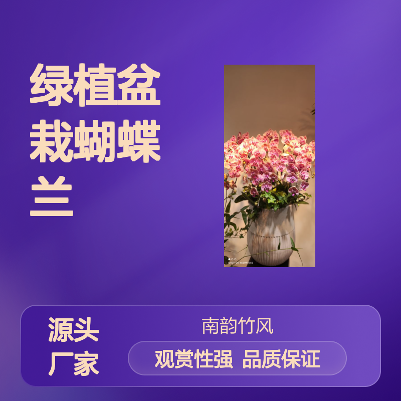 南韵竹风 基地出售绿植盆栽蝴蝶兰 年宵花盆景 室内观赏性花卉