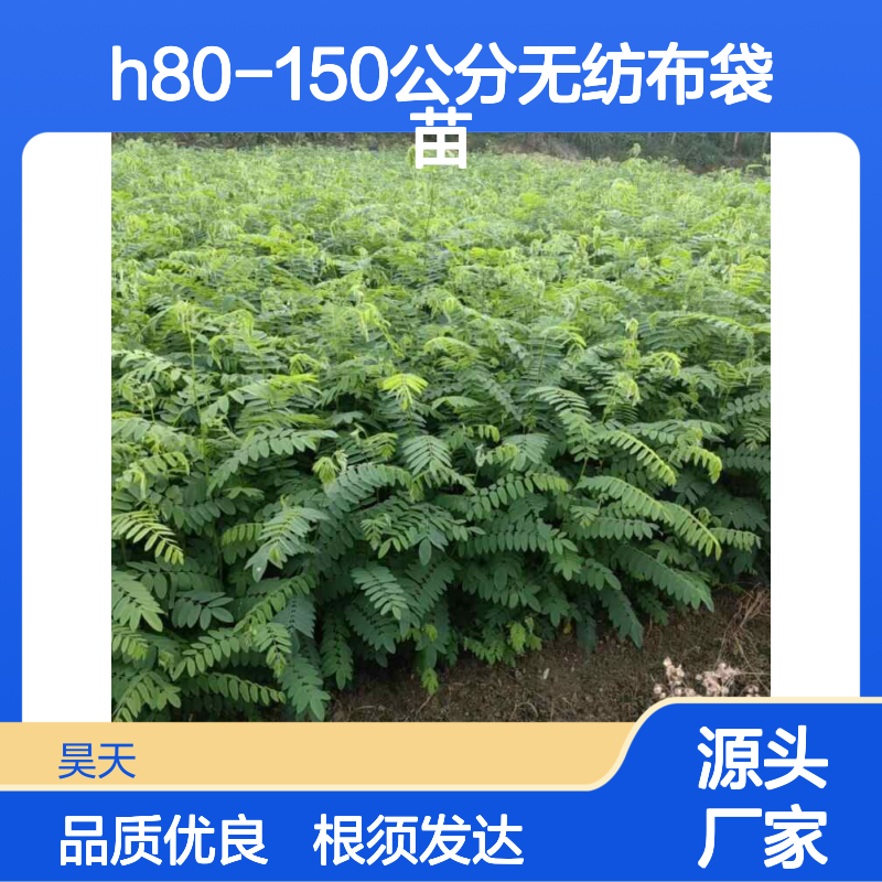 1-2年生任豆树苗木 H80-150公分无纺布袋苗 根须发达