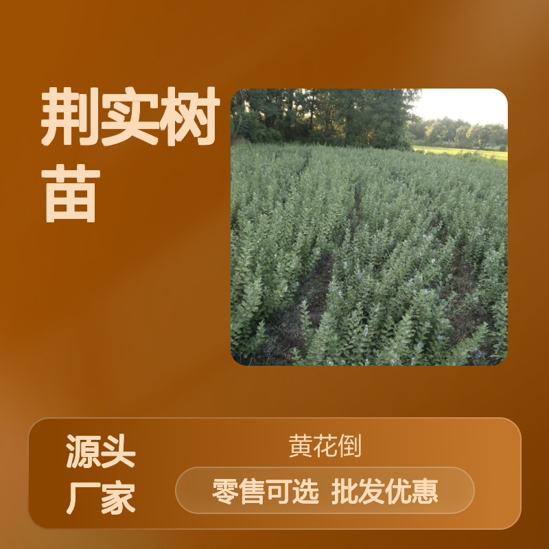 蔓荆实树苗 种植园直供 批发零售 适应性强 产量稳定