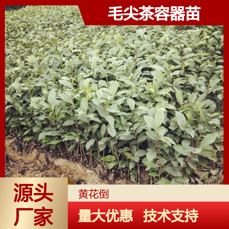 优质毛尖茶容器苗 产地直供 技术支持 种植简单